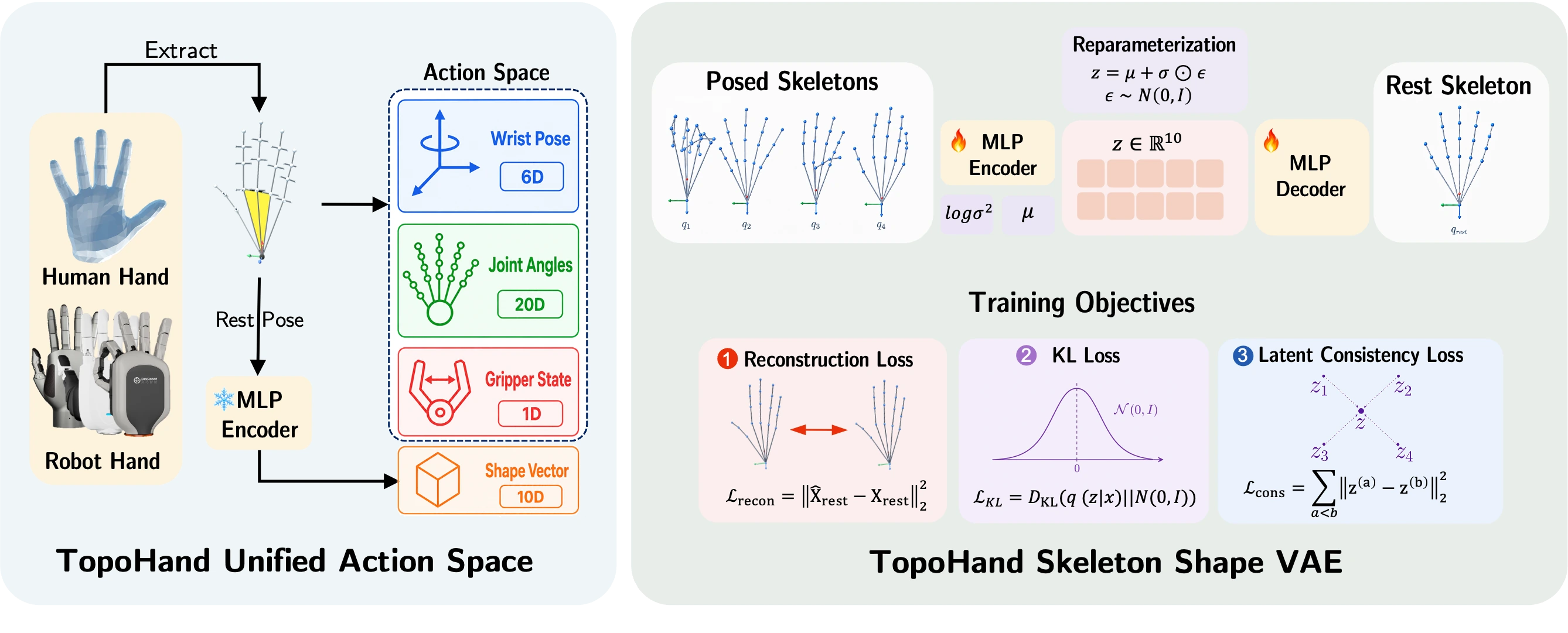 TopoHand unified action space and skeleton shape variational autoencoder